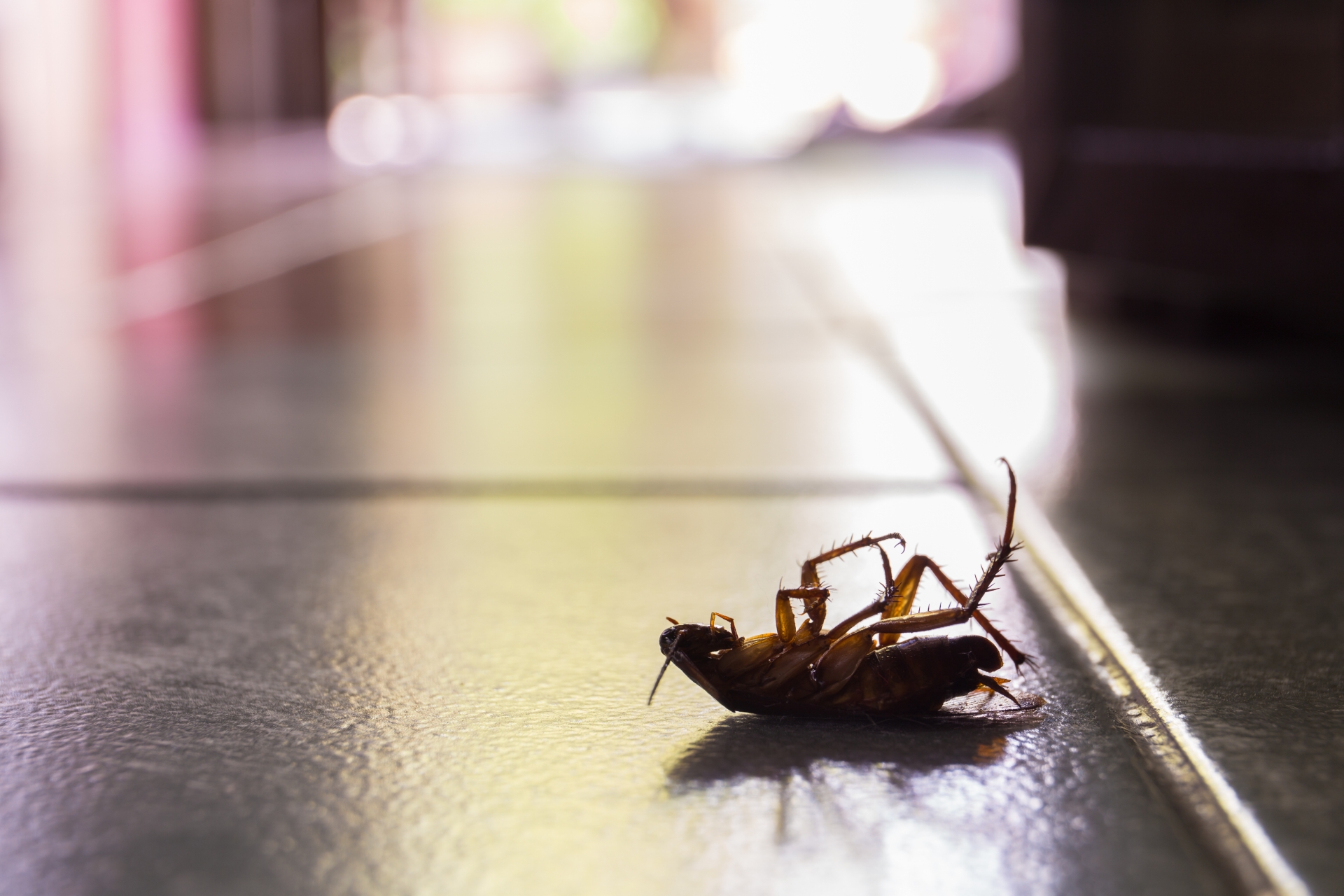 Cockroach Control, Pest Control in Northolt, UB5. Call Now 020 8166 9746