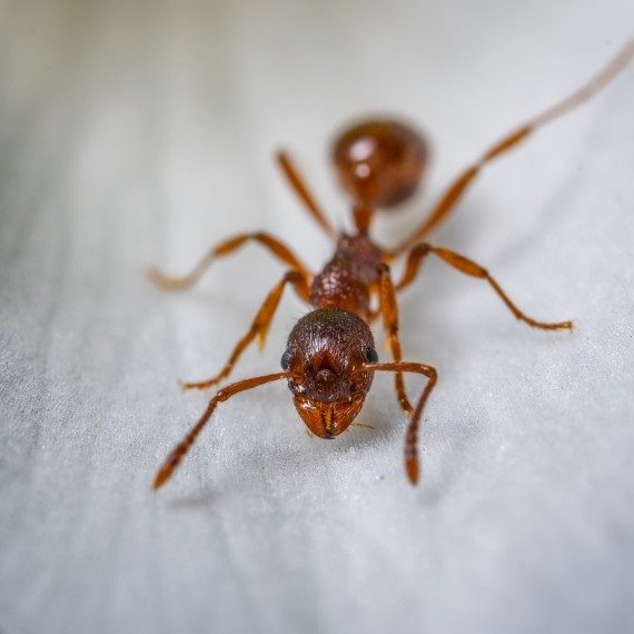 Field Ants, Pest Control in Northolt, UB5. Call Now! 020 8166 9746