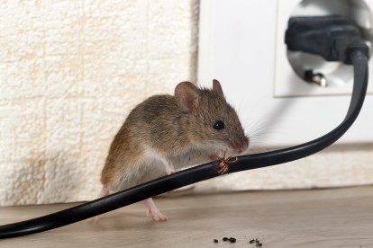 Pest Control in Northolt, UB5. Call Now! 020 8166 9746