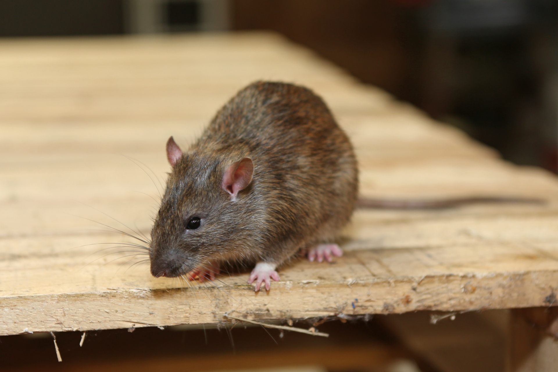 Rat extermination, Pest Control in Northolt, UB5. Call Now 020 8166 9746