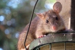 Rat Infestation, Pest Control in Northolt, UB5. Call Now 020 8166 9746
