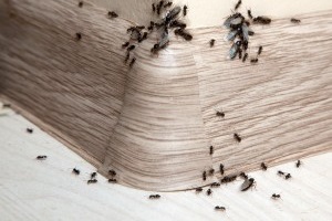 Ant Control, Pest Control in Northolt, UB5. Call Now 020 8166 9746
